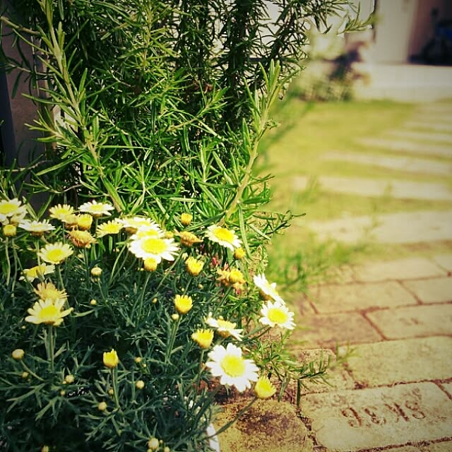 SVsoldiersさんの実例写真