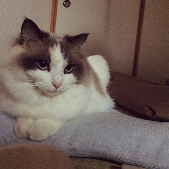 mimimillyさんの実例写真