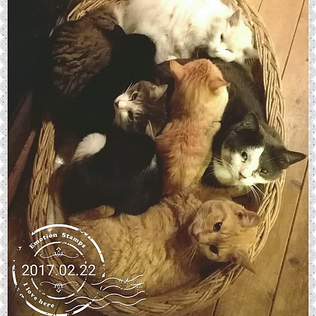 Maki-nekomamireさんの実例写真