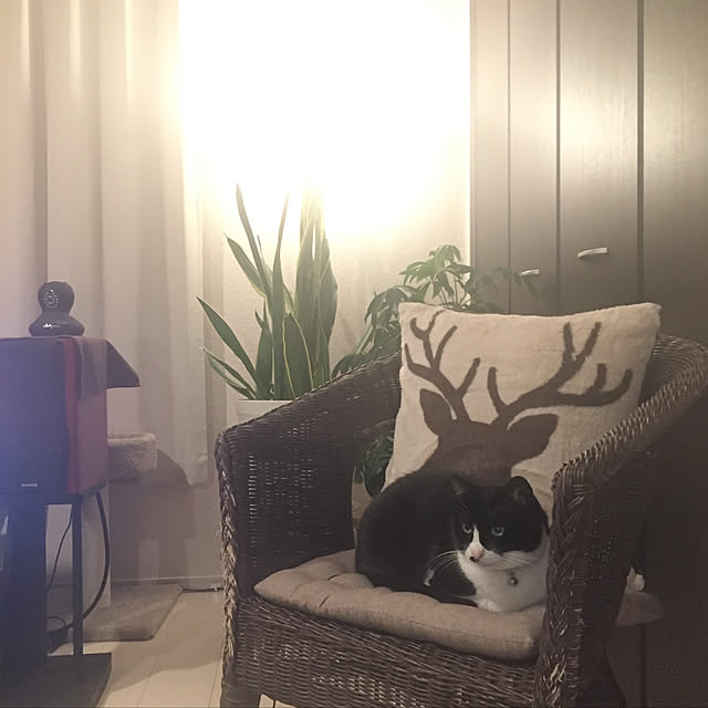 kirinさんの実例写真