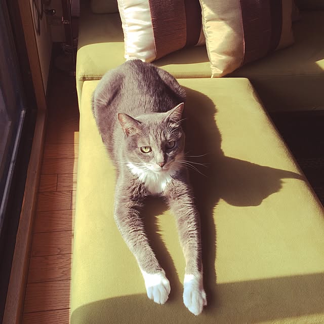 amaneさんの実例写真