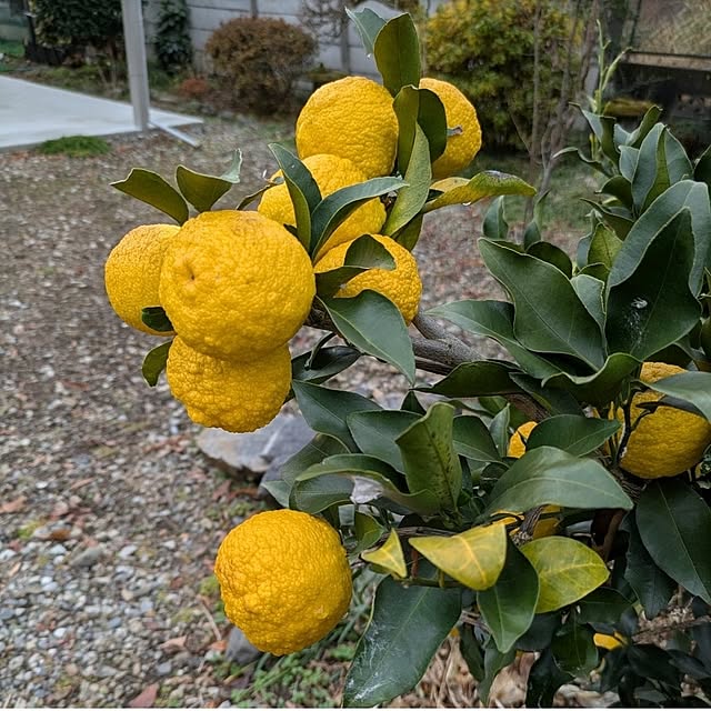 ku-garnet18さんの部屋