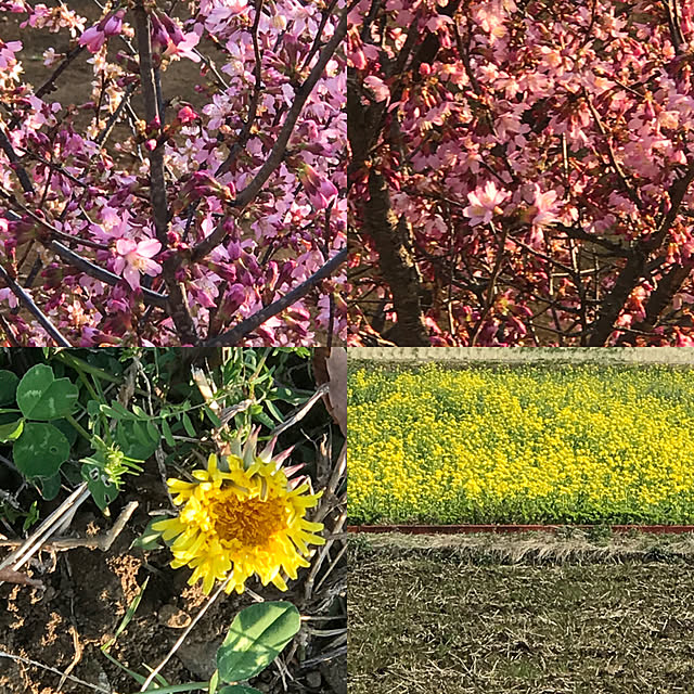 菜の花/たんぽぽ/おかめ桜/伊勢原市大山/Tuesday...などのインテリア実例 - 2019-03-12 20:56:54