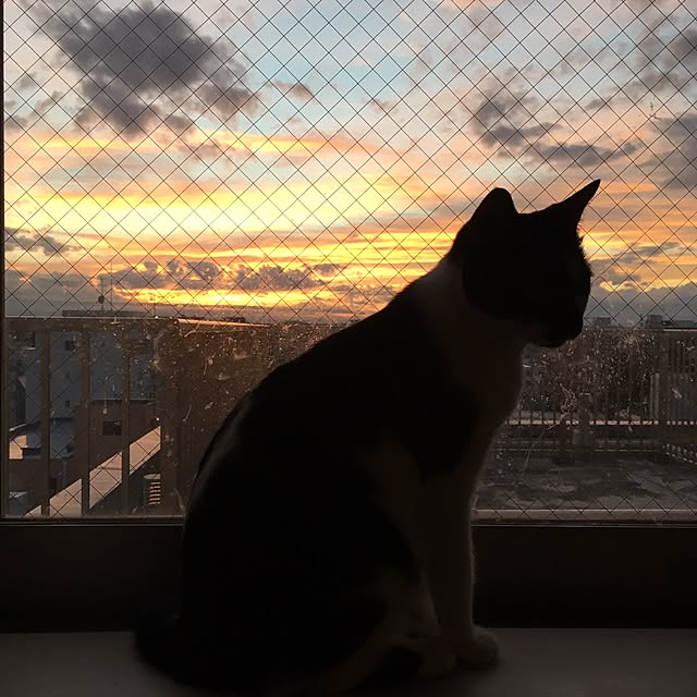 mikomaruさんの実例写真