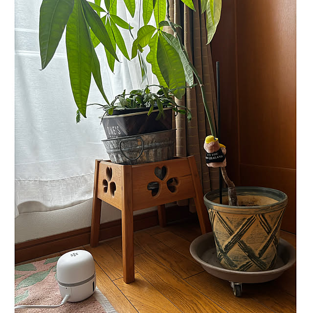 portulacaさんの実例写真