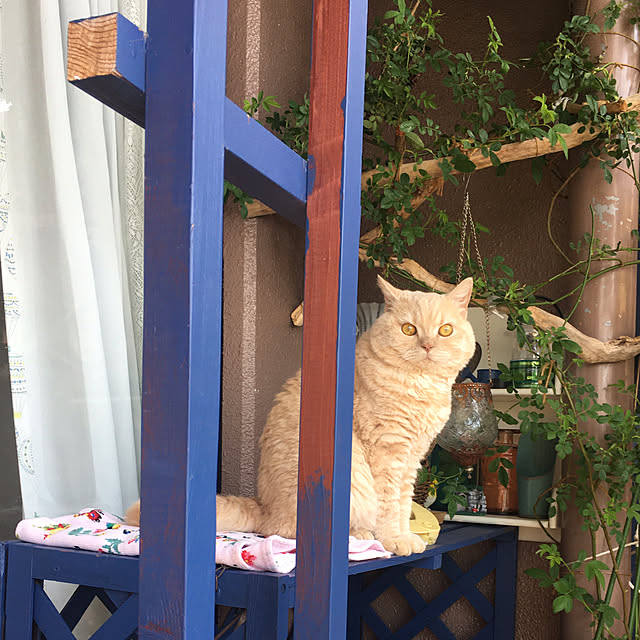 naokoさんの実例写真
