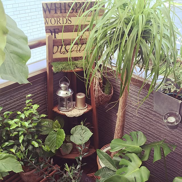 バス/トイレ/観葉植物/多肉植物/DIY/IKEAのインテリア実例 - 2015-07-25 10:20:40