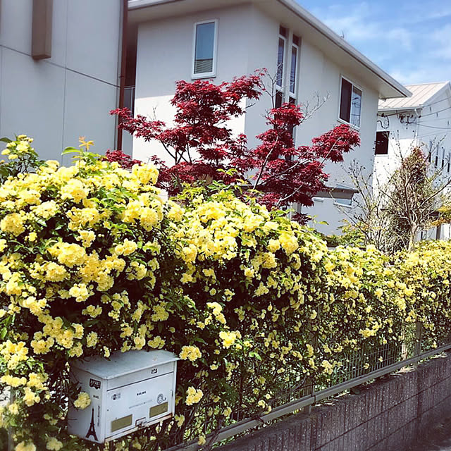 portulacaさんの実例写真
