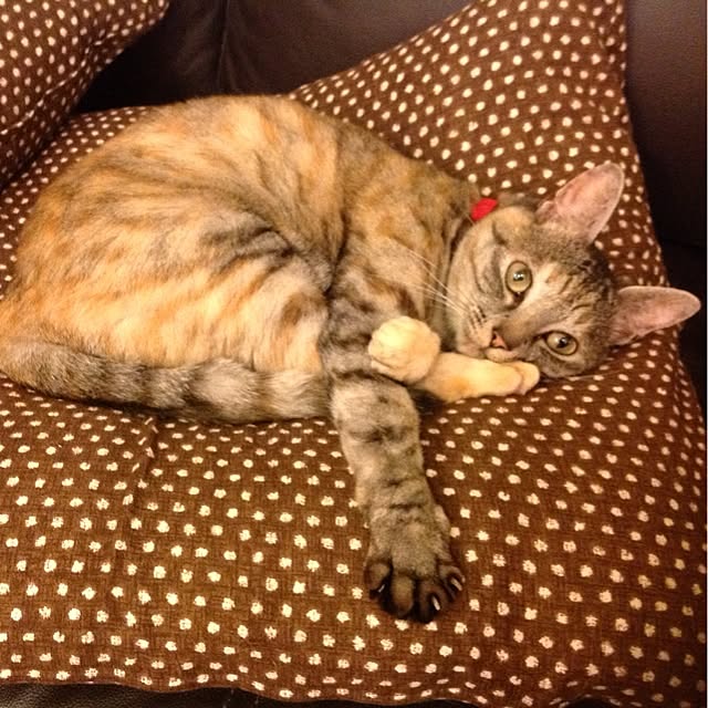 shinさんの実例写真