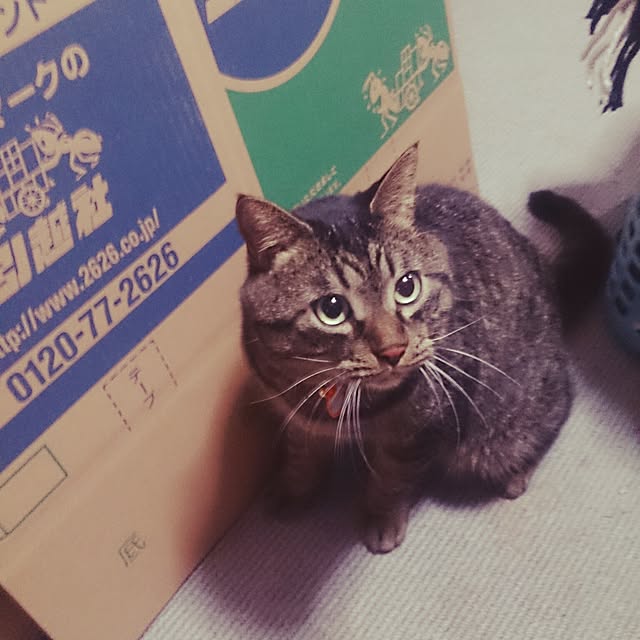 pyiさんの実例写真