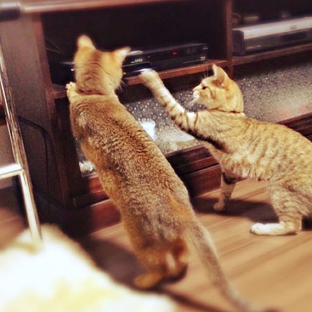 1633さんの実例写真
