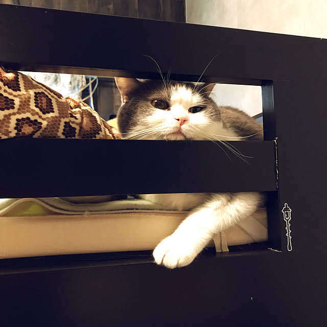 noikoさんの実例写真