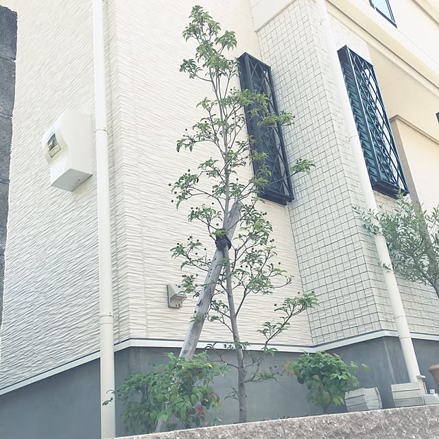 mamemamさんの実例写真