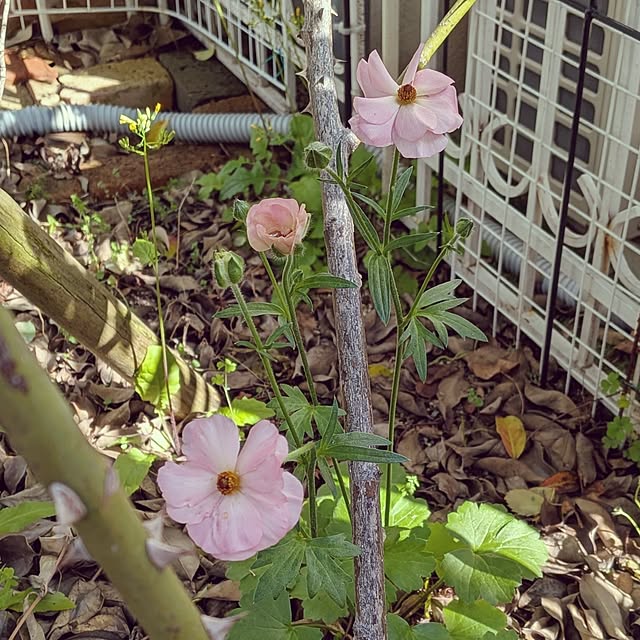 Bienvenueさんの実例写真