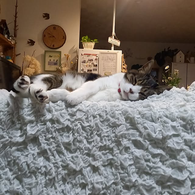 civicglさんの実例写真