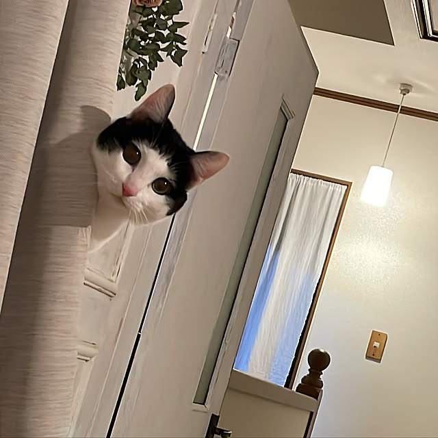 harukaさんの実例写真