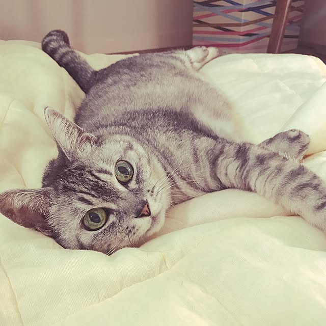 実例写真