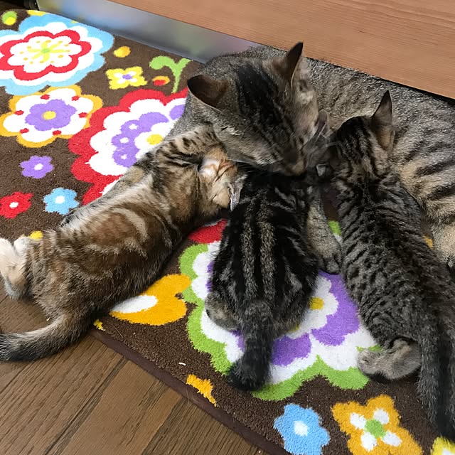 pepeさんの実例写真