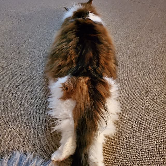 muku+maroさんの部屋