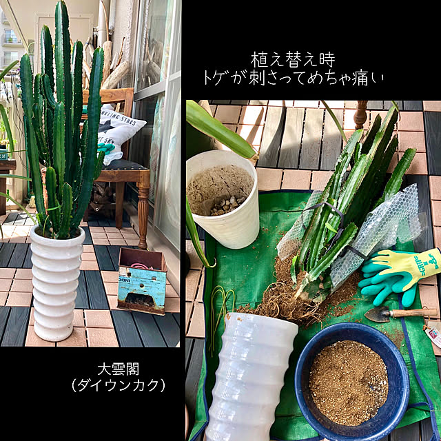 tarezo33さんの実例写真