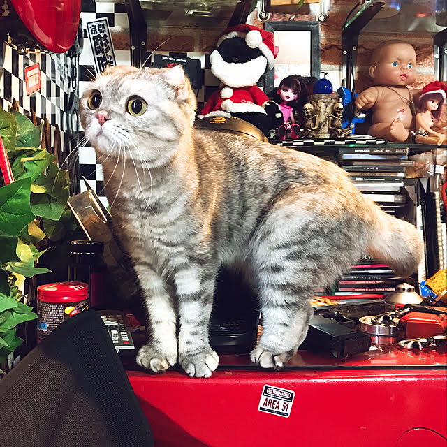 AIKOさんの実例写真