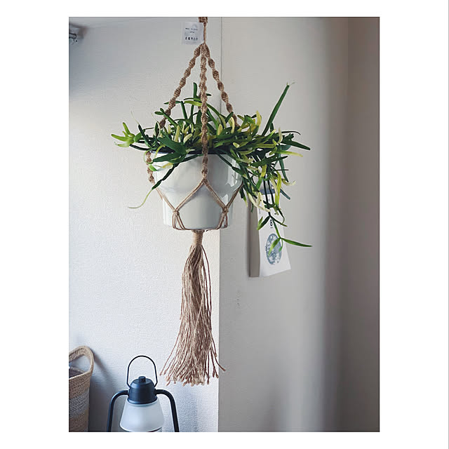 IKEA 植物/IKEA/リプサリス/グリーンのある暮らし/植物...などのインテリア実例 - 2020-05-08 17:28:26