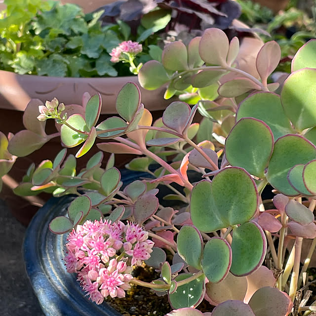 buchiさんの実例写真