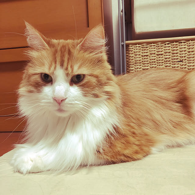 uchidaizuさんの実例写真