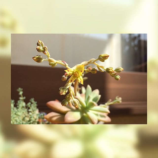 玄関/入り口/多肉植物のインテリア実例 - 2015-03-23 18:00:39