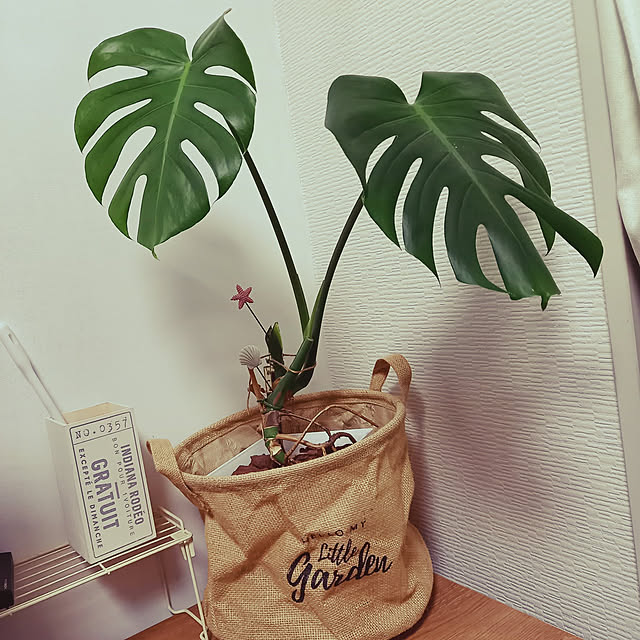 yukkycoさんの実例写真