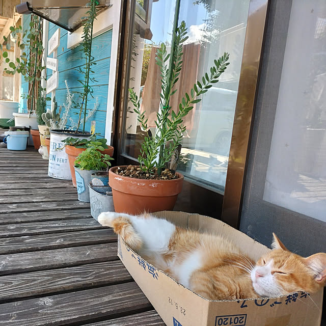 Tamanさんの実例写真
