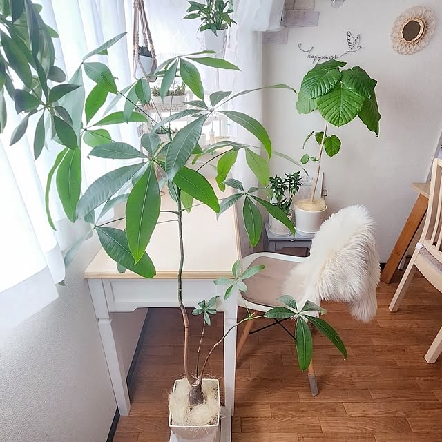 pinonさんの部屋