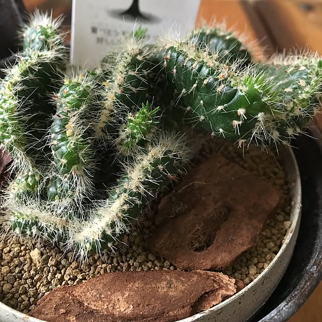 tetra163さんの実例写真