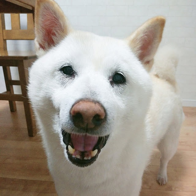 yukinkoさんの実例写真