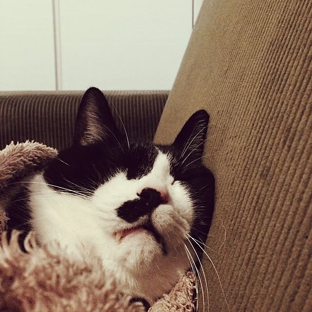 mikasakuさんの実例写真