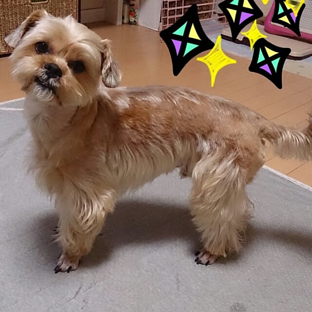 soraさんの実例写真