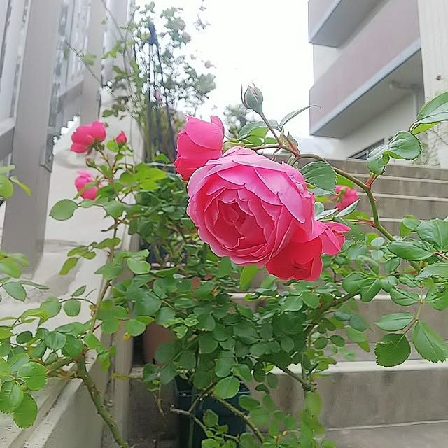 hiromimiさんの実例写真