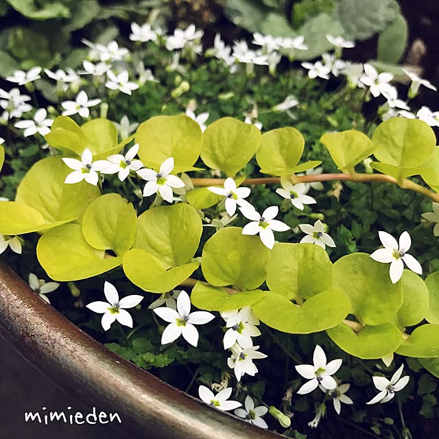 mimiedenさんの実例写真