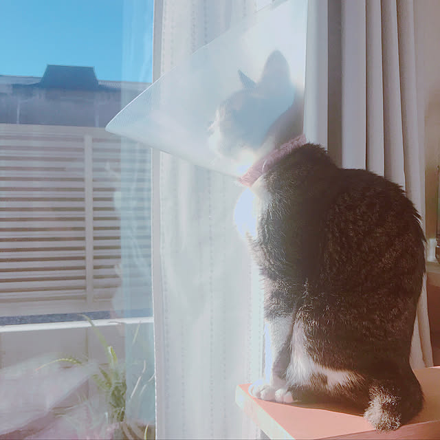azu2213さんの実例写真