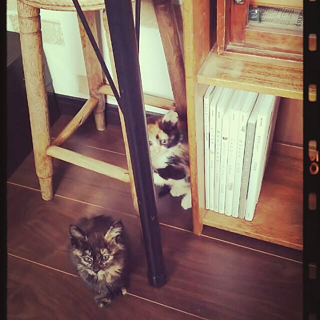 chamakonanさんの実例写真