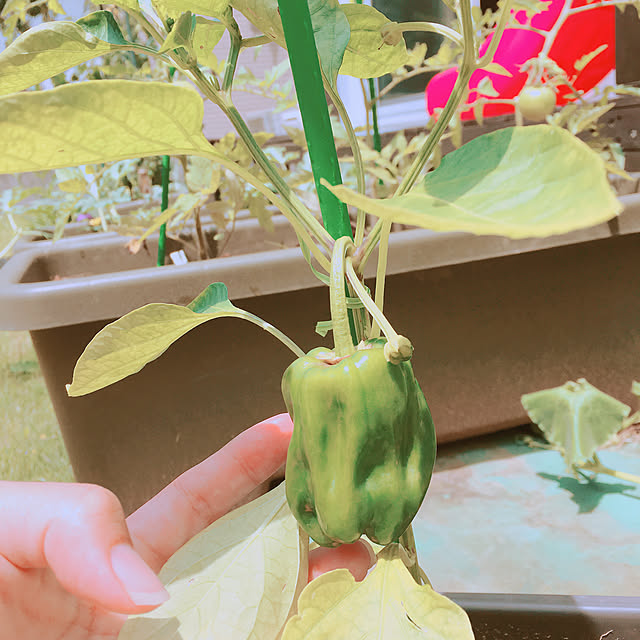 yukimiさんの実例写真