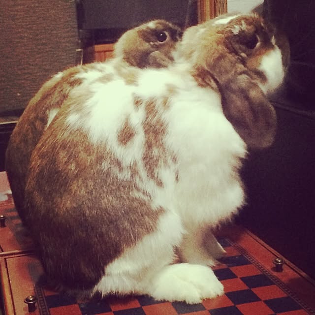 blurさんの実例写真