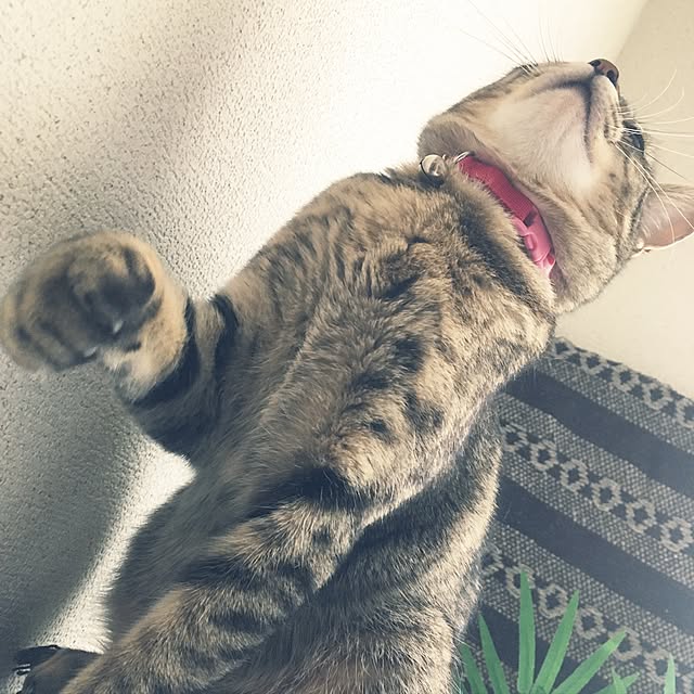 sayasさんの実例写真