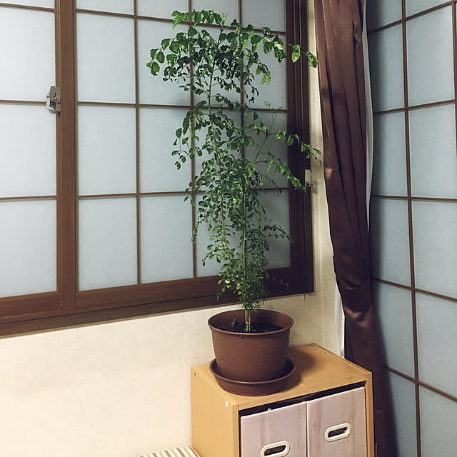 chiiさんの実例写真