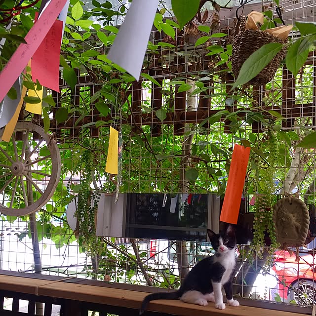 butachanさんの実例写真