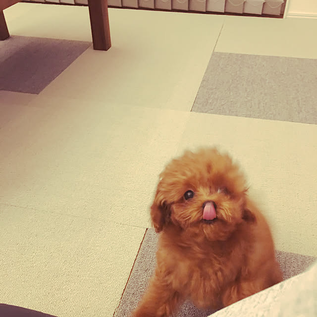otsutaudonkoさんの実例写真
