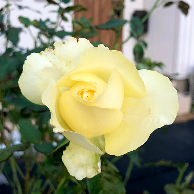 tomoさんの実例写真