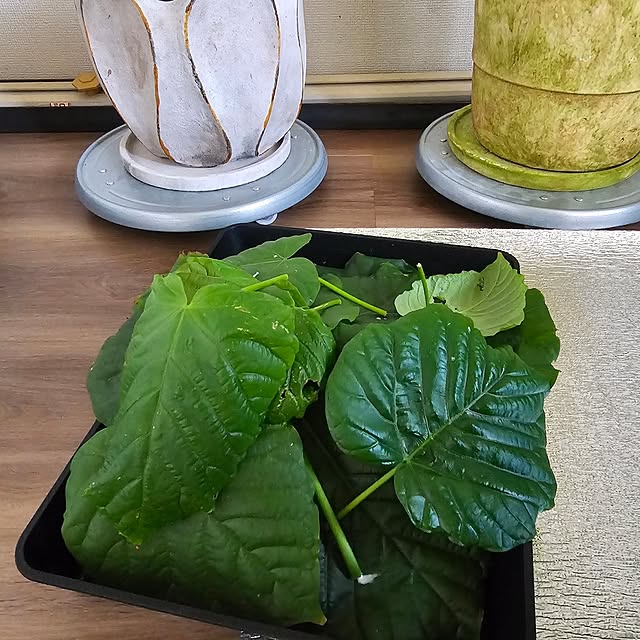 CYNOSさんの部屋