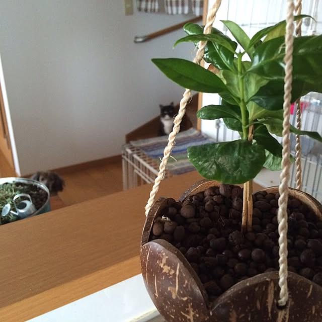 afroさんの実例写真
