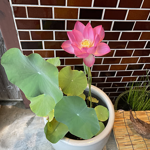 shin0719さんの実例写真